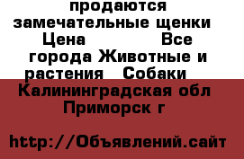продаются замечательные щенки › Цена ­ 10 000 - Все города Животные и растения » Собаки   . Калининградская обл.,Приморск г.